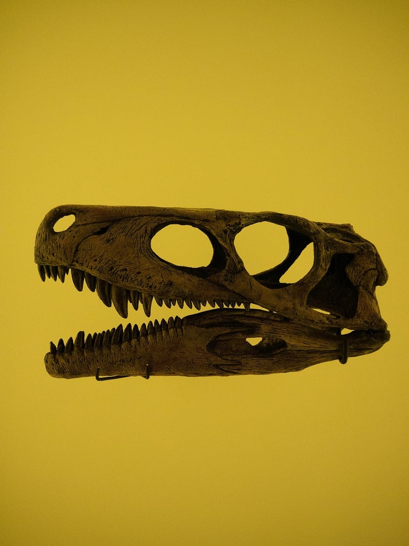 Dinosaur Excavation